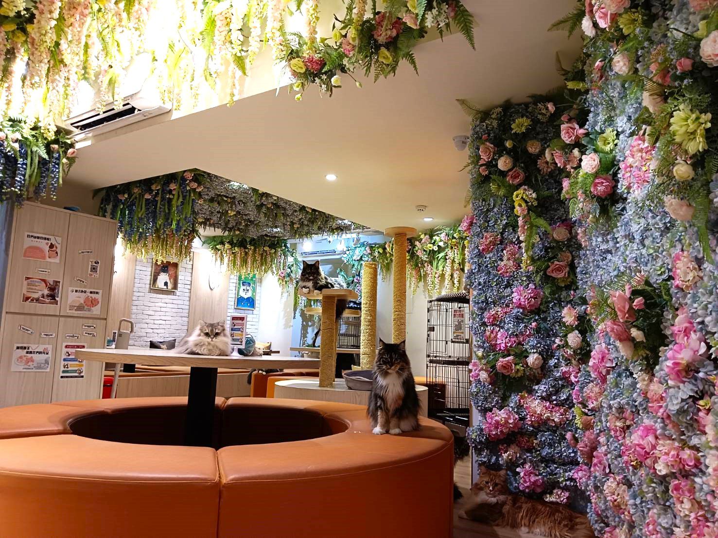李貓貓主題餐廳10隻萌貓  沉浸式療癒空間打卡新亮點