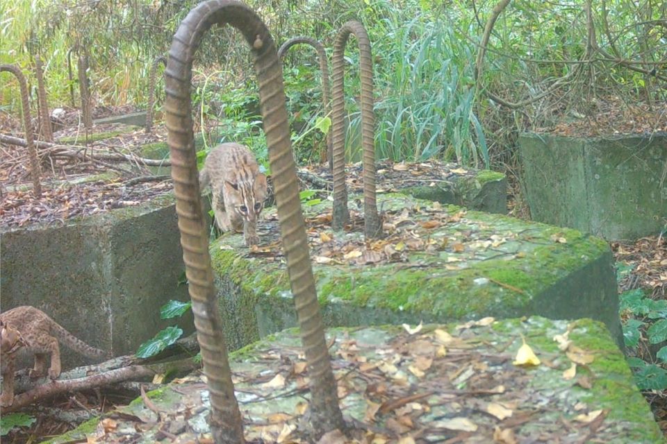 石虎暌違二十年重現鹿寮南溪