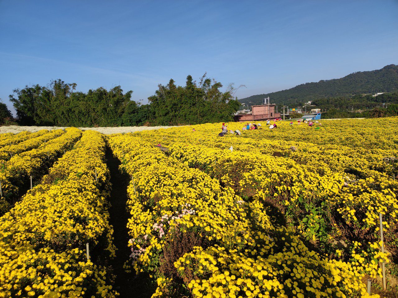 走進雪白黃金花海  來場香氣滿滿的杭菊之旅