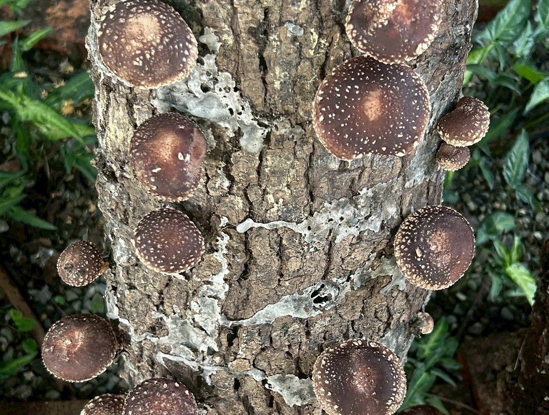 椴木香菇示範植菌  活化森林副產物帶動林下經濟