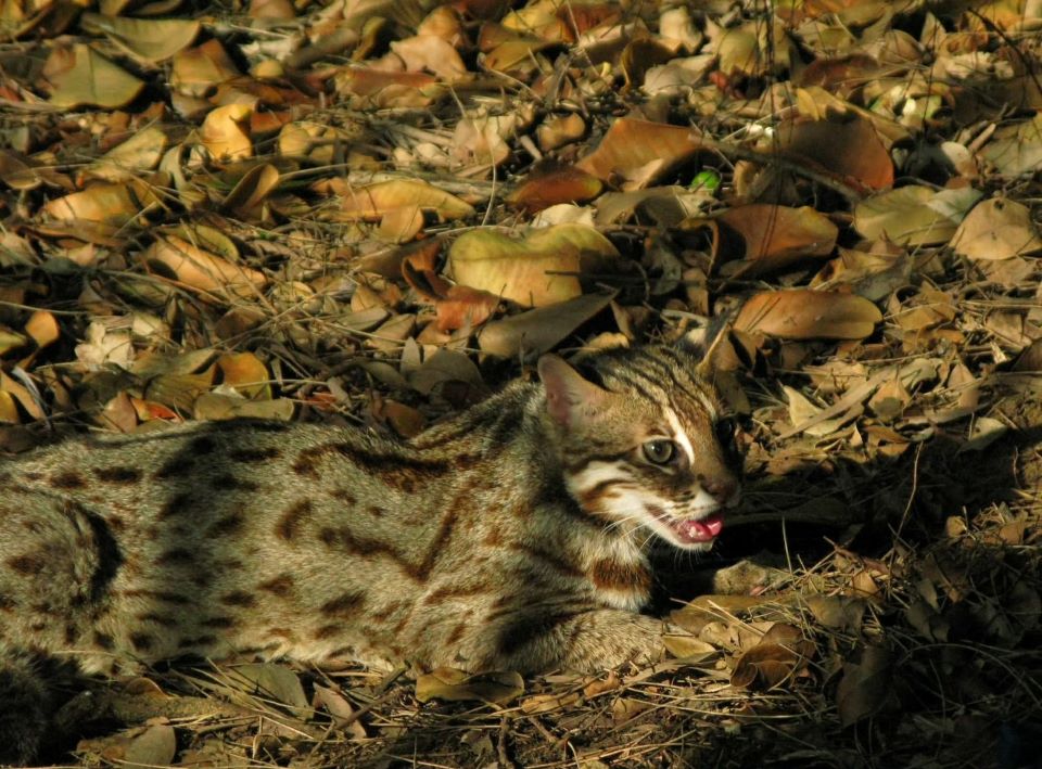 石虎再現阿里山  創嘉南地區最高海拔發現紀錄
