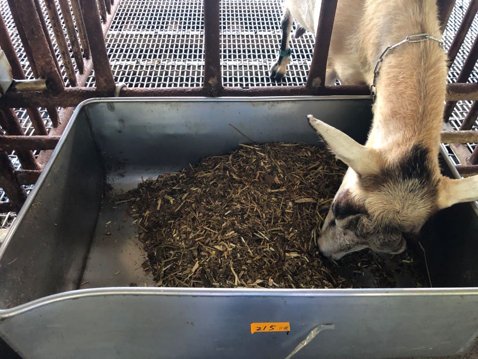 國產燕麥產量高品質穩定且乳羊適口性佳可取代進口燕麥