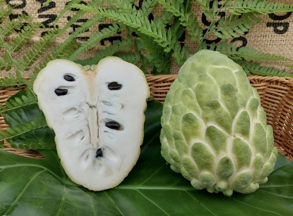 國產釋迦香氣滿點  甜蜜好味道上市