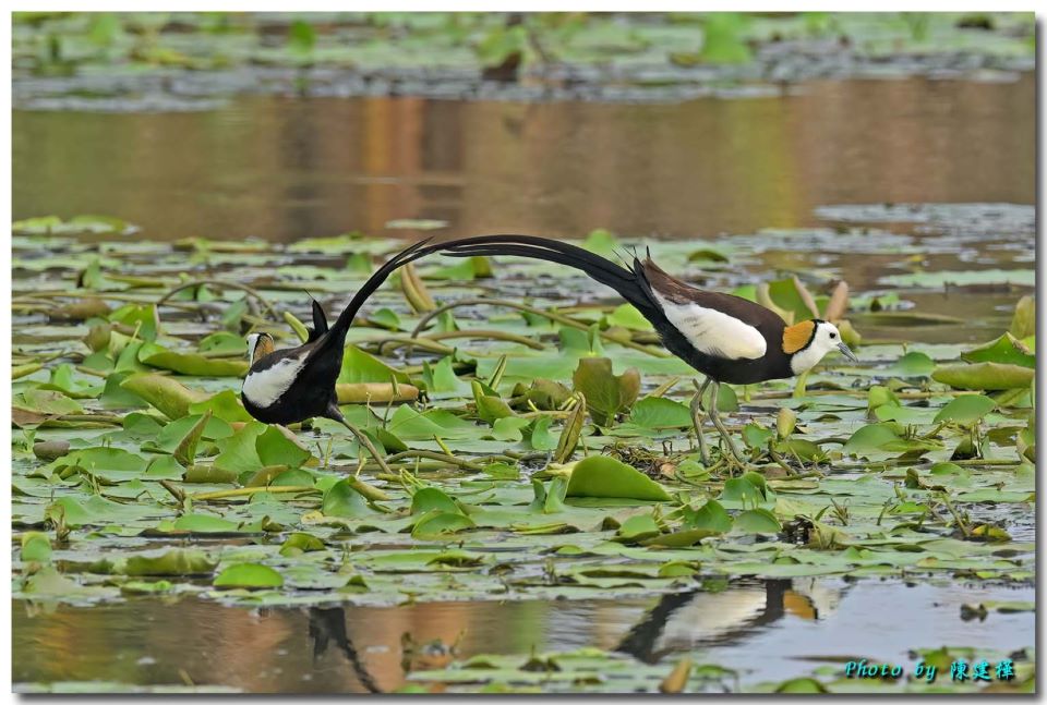 水雉漫步美景重現嘉義縣九芎埤