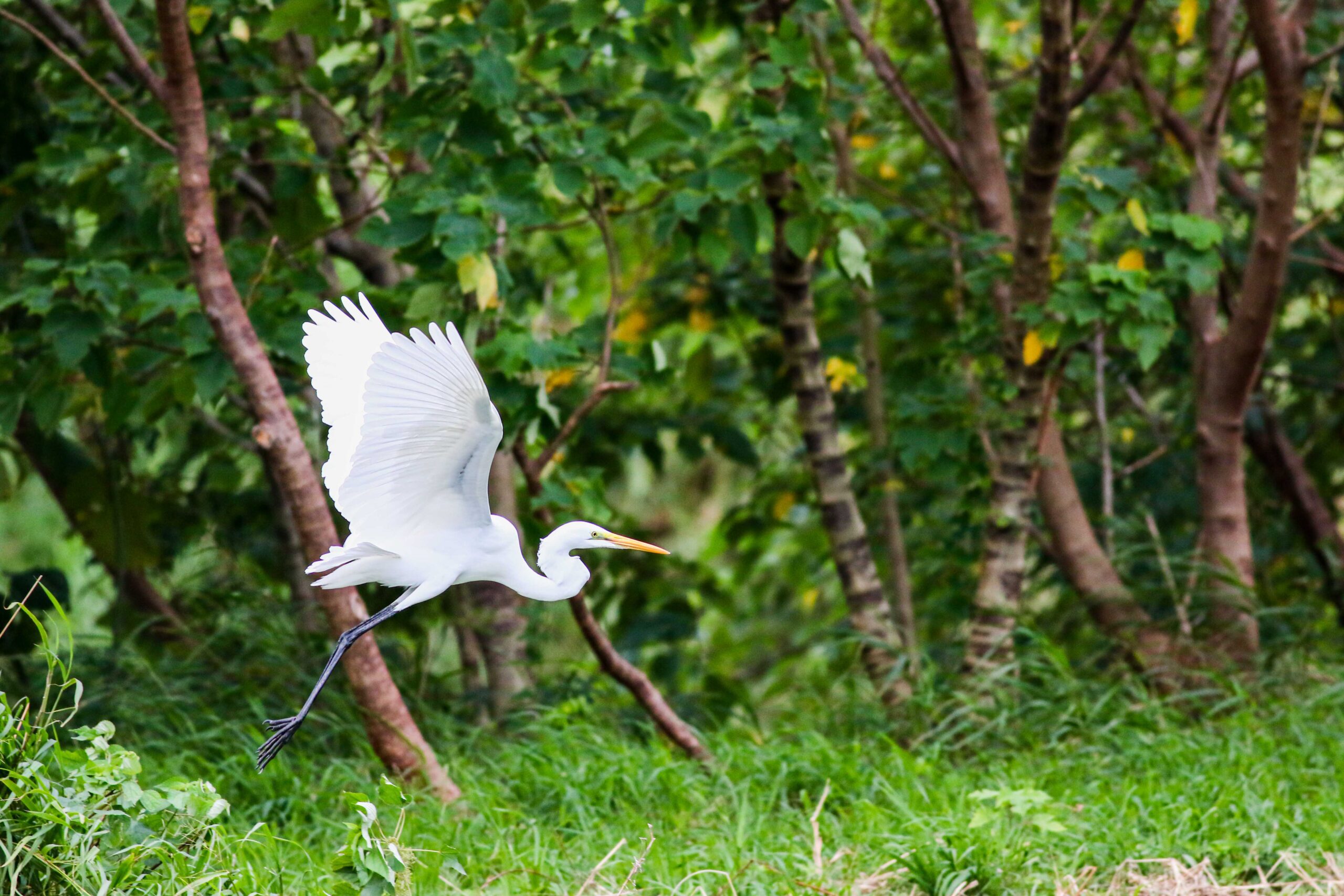 太平溪人工濕地迎候鳥季  避免干擾帶走隨身垃圾