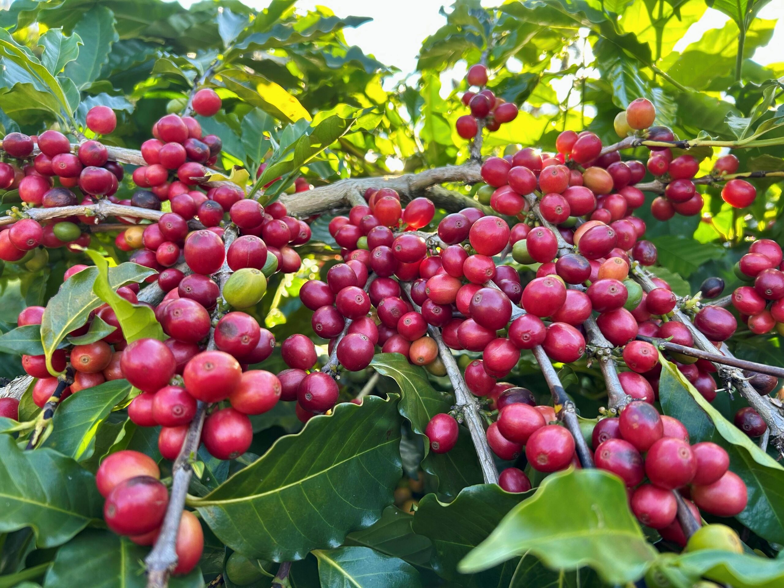 2026年臺灣咖啡新產季登場 品味屬於臺灣的島嶼風味 - 睿傳媒 Rightmedia