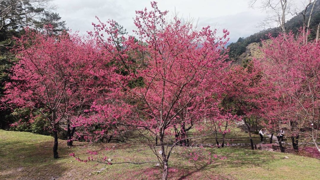 櫻花季與自然連結 「八仙山名泉」療癒旅程 - 睿傳媒 Rightmedia