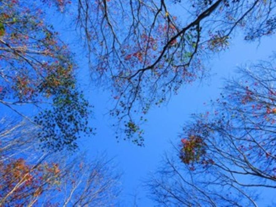 「滿月圓祈馬季」森林祈福籤陪伴迎接嶄新一年 - 睿傳媒 Rightmedia