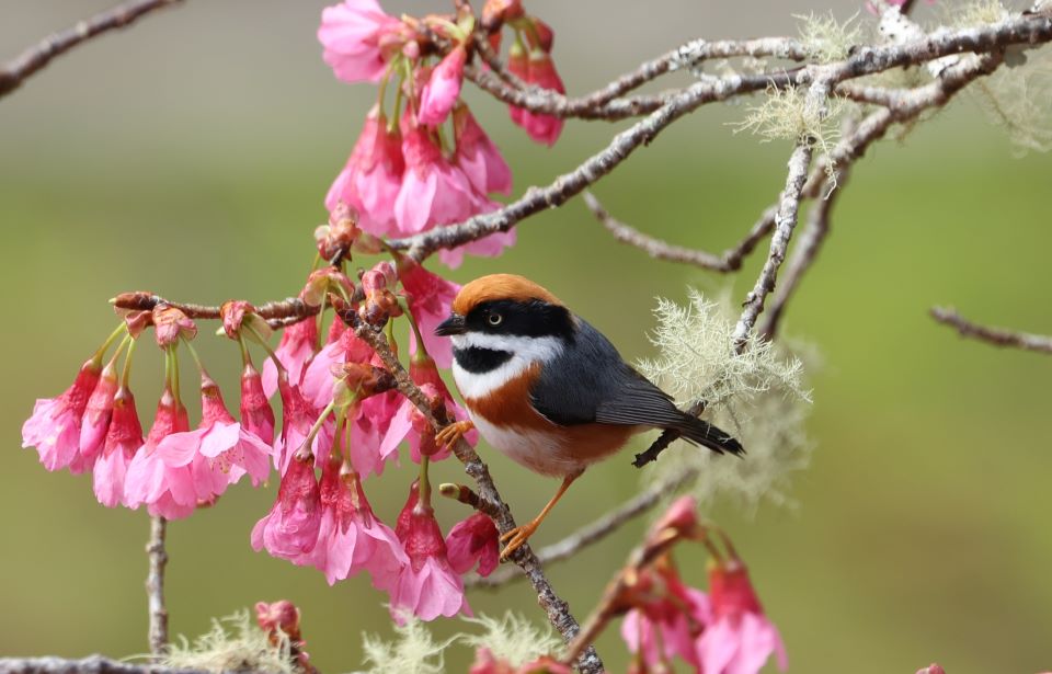 掠過林間的靈巧身影 東眼山共譜一段賞鳥時光 - 睿傳媒 Rightmedia
