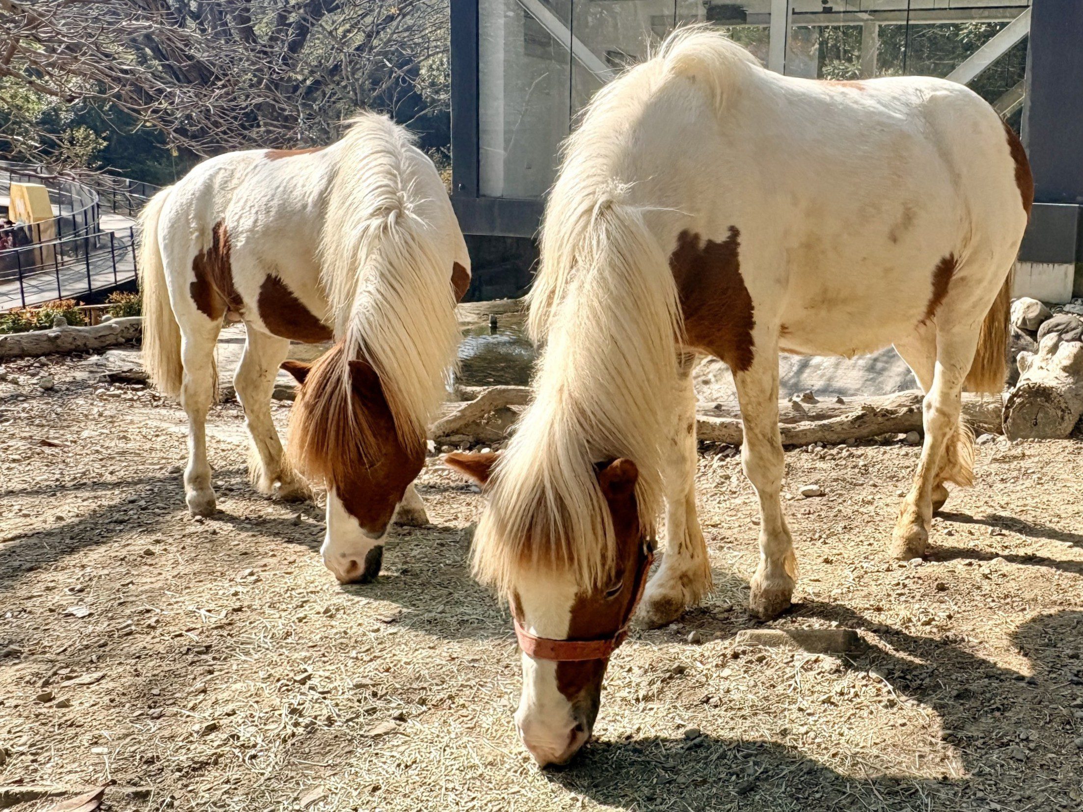 馬年走春首選壽山動物園 春節兒童入園免費AI互動新體驗 - 睿傳媒 Rightmedia