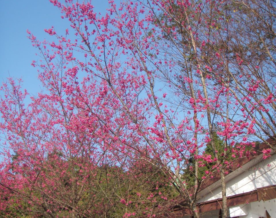 馬上出發2026馬年森林育樂場域走春攻略(下) - 睿傳媒 Rightmedia