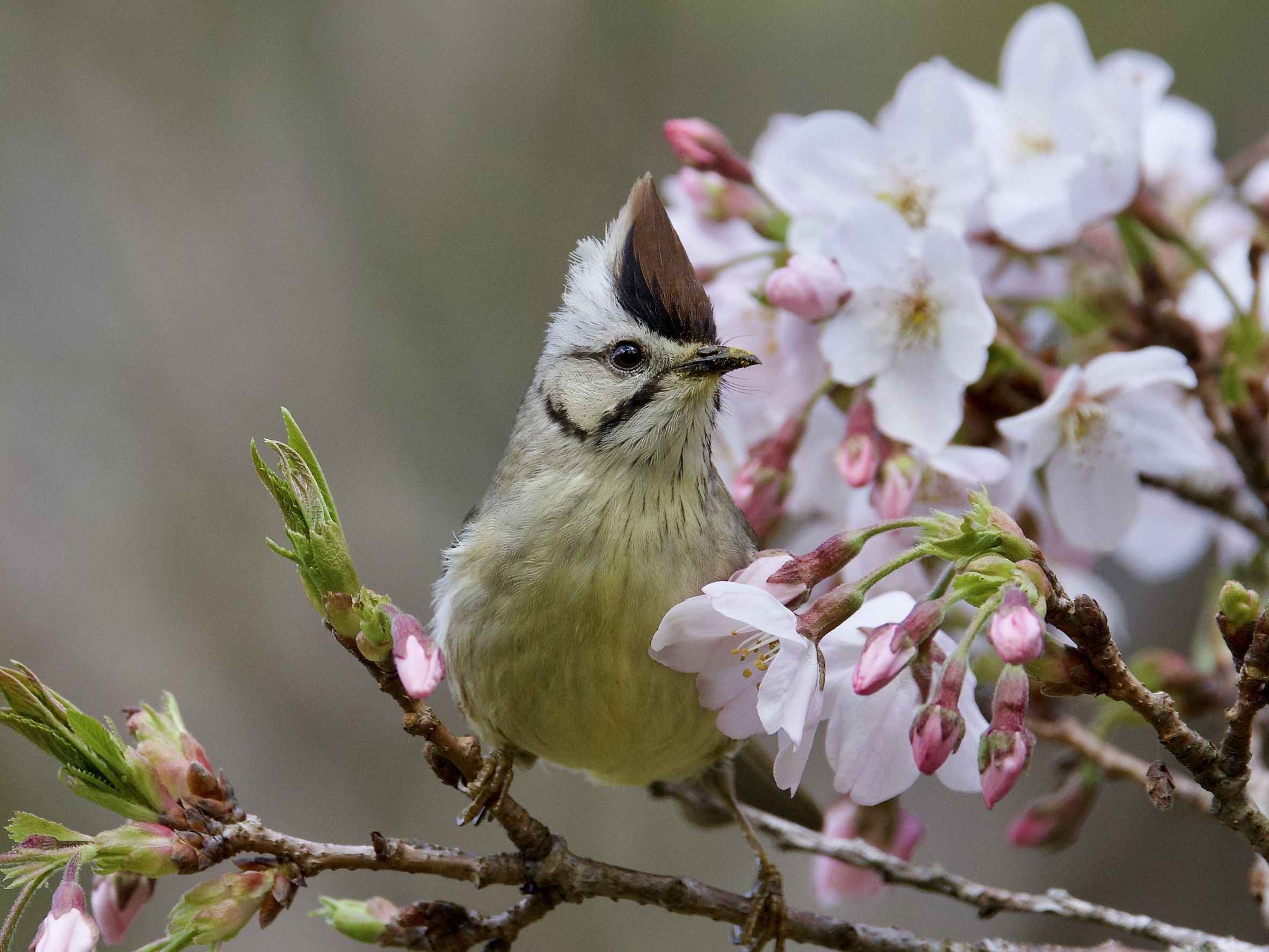 探索中海拔森林奧秘 奧萬大推出「鳥類調查」「地質礦物」研習班 - 睿傳媒 Rightmedia