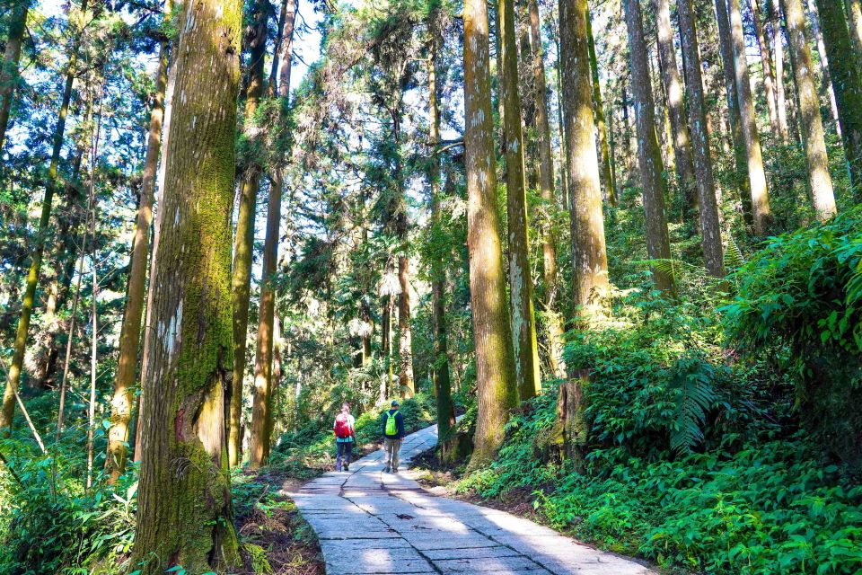 端午假期走進阿里山樂野部落  品茶品咖啡賞山景
