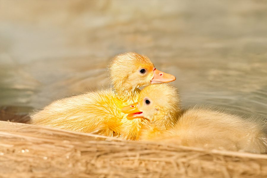 生活輕鬆小品 《毛茸茸的小搖船》 - 睿傳媒 Rightmedia