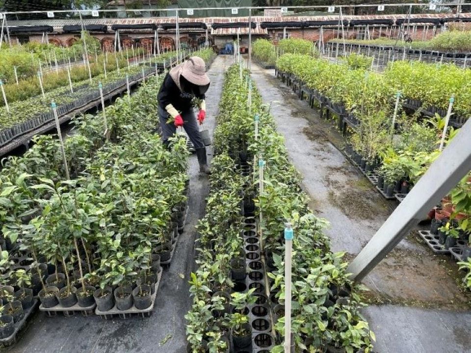 原生物種臺灣野生山茶大揭密