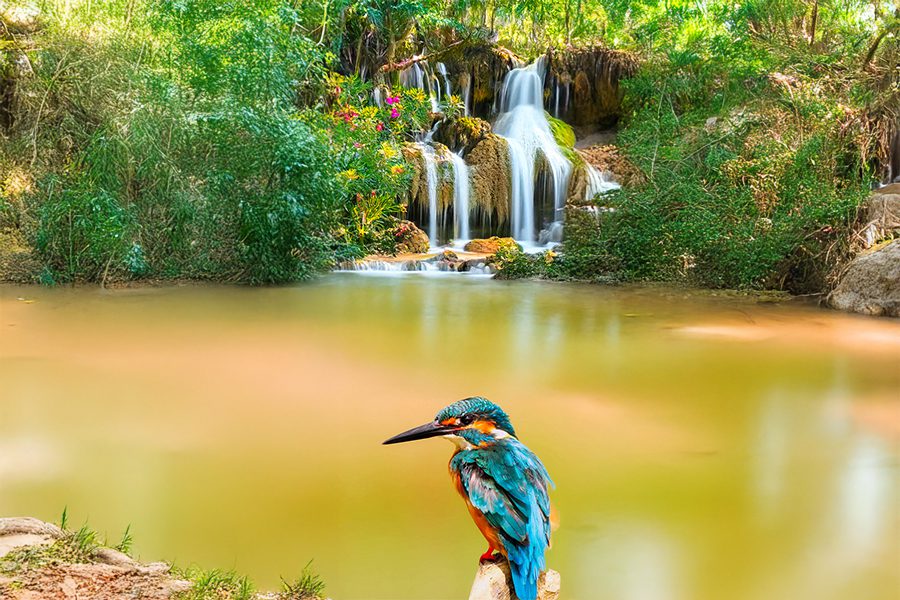 生活輕鬆小品 鳥兒的早晨 自在如畫的生活 - 睿傳媒 Rightmedia