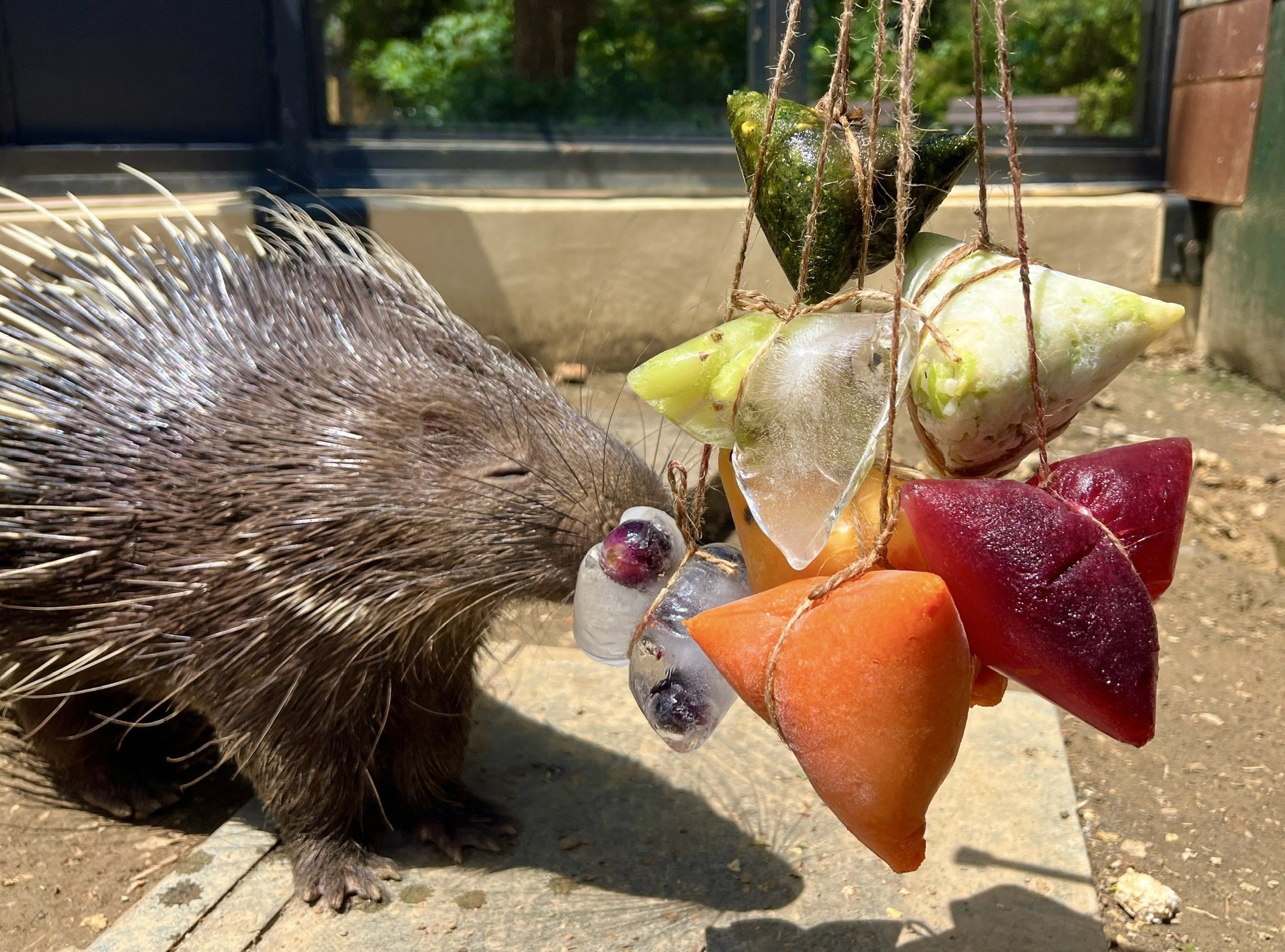 特製端午應景粽  壽山動物園覓食萌態吃播大公開